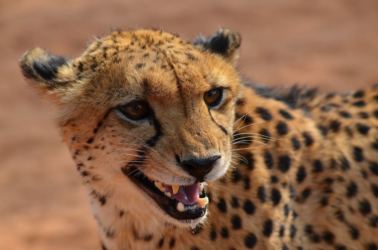 cheetah namibia africa free photo