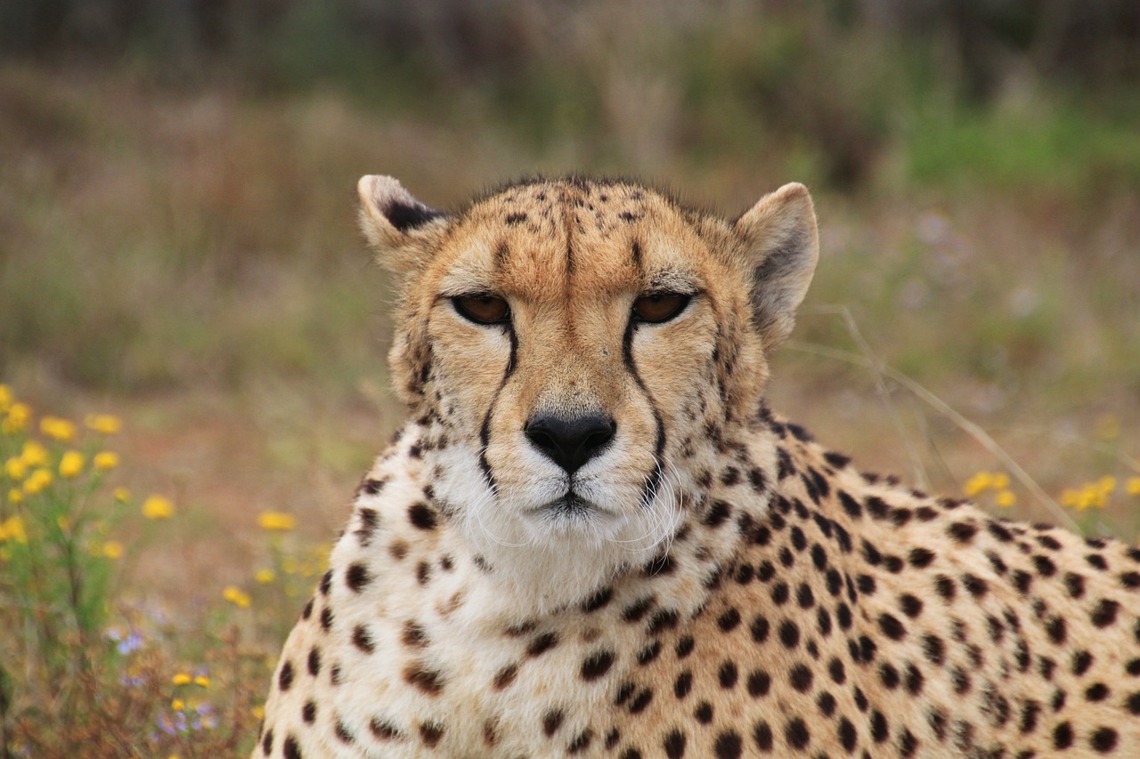 cheetah predator wild animal free photo