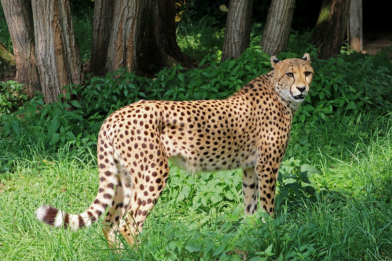 cheetah predator africa free photo