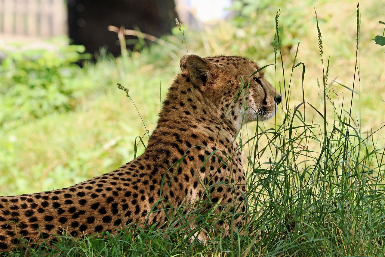 cheetah predator africa free photo