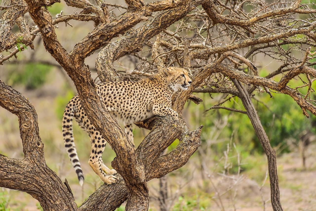 cheetah phinda south africa free photo