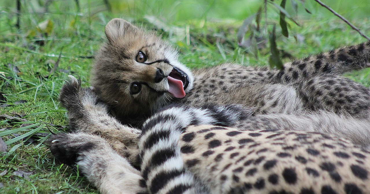 cheetah cat predator free photo