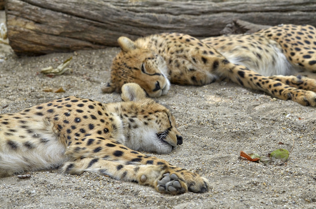 cheetah cat sleep free photo