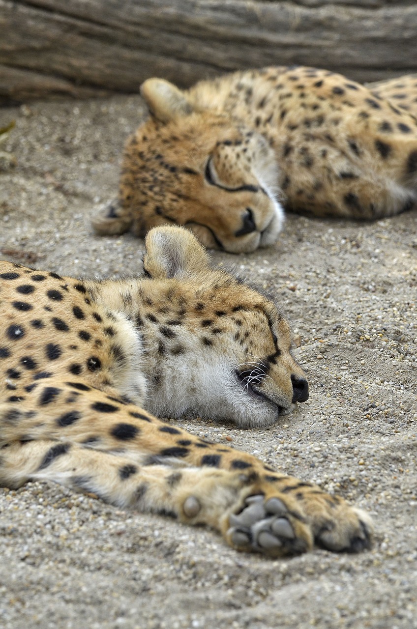 cheetah cat sleep free photo