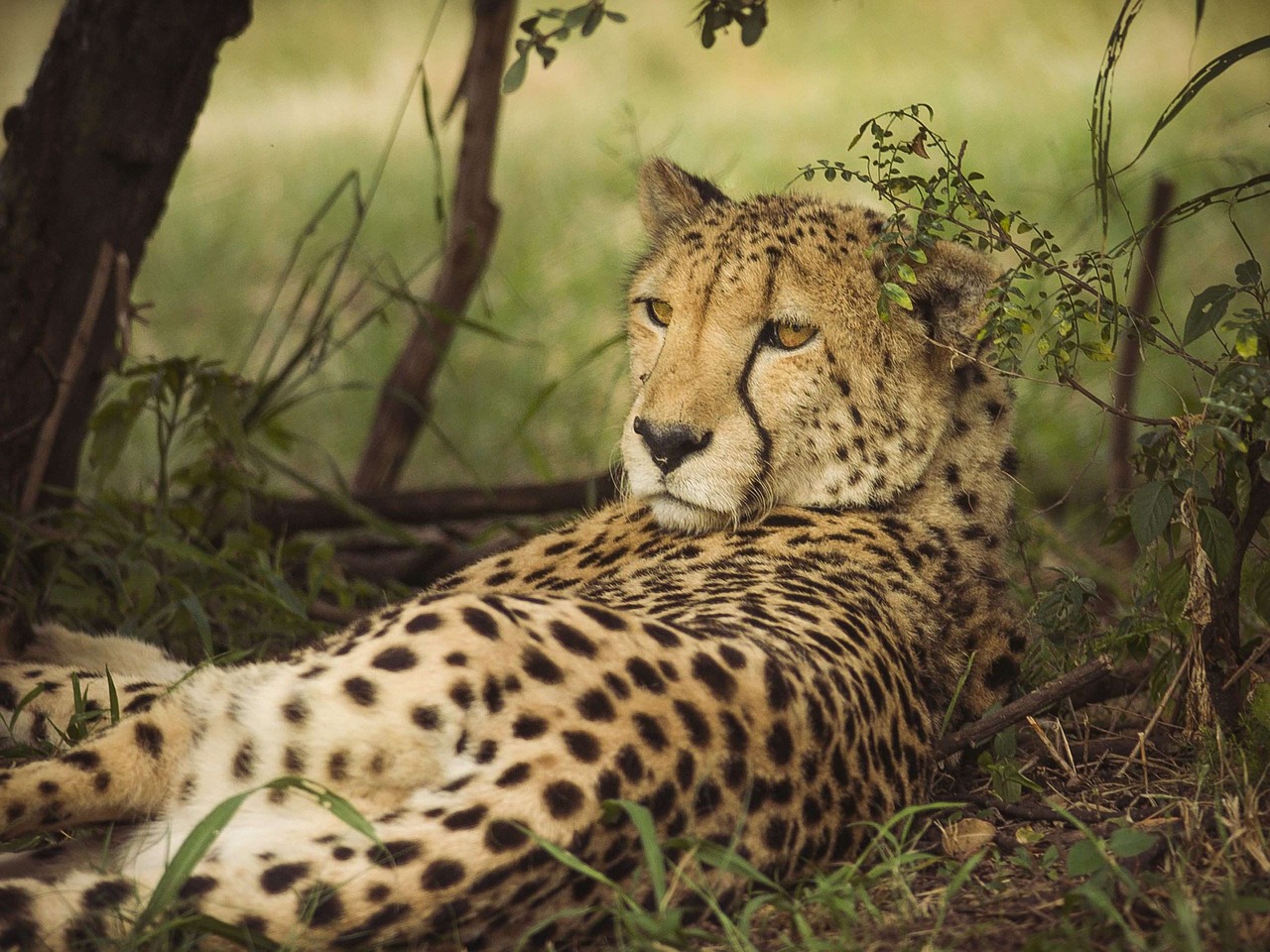 cheetah wildlife spots free photo
