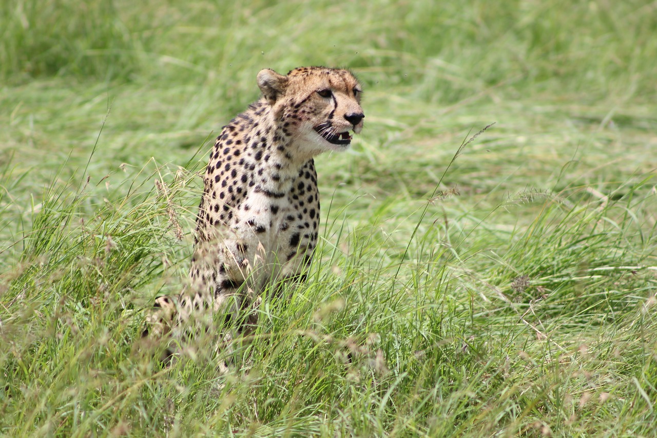 cheetah safari wild life free photo
