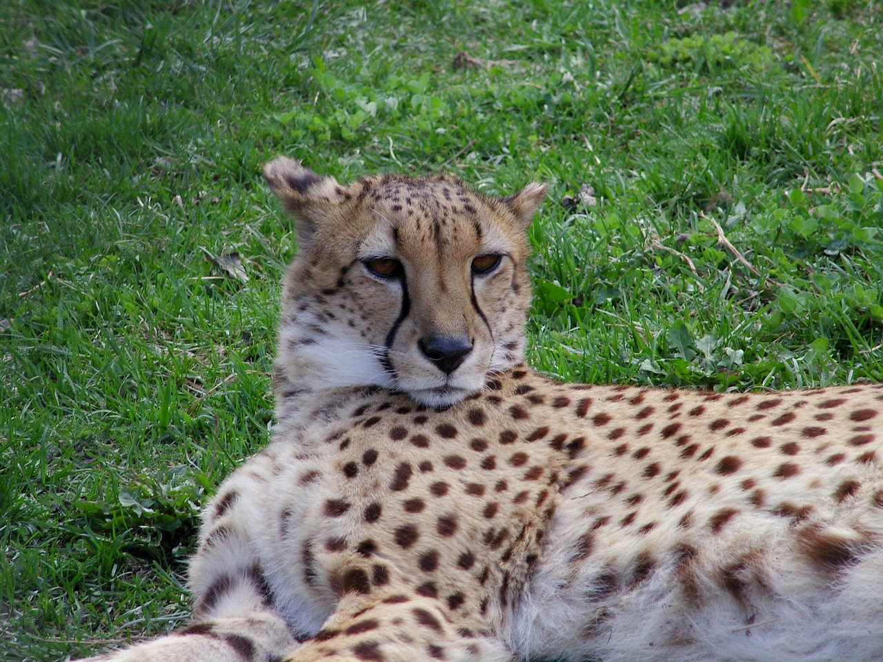 cheetah chita big cat free photo