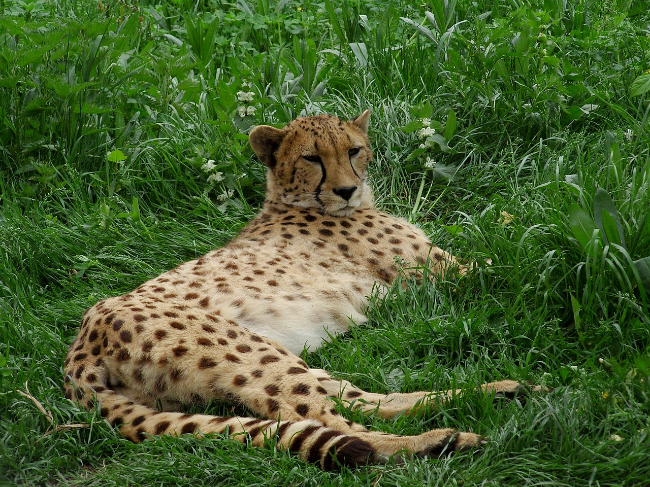 cheetah big cat cat free photo