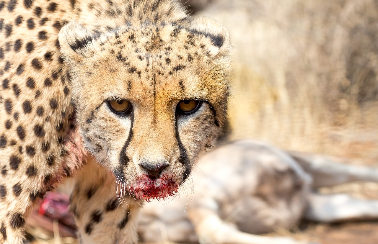cheetah africa namibia free photo