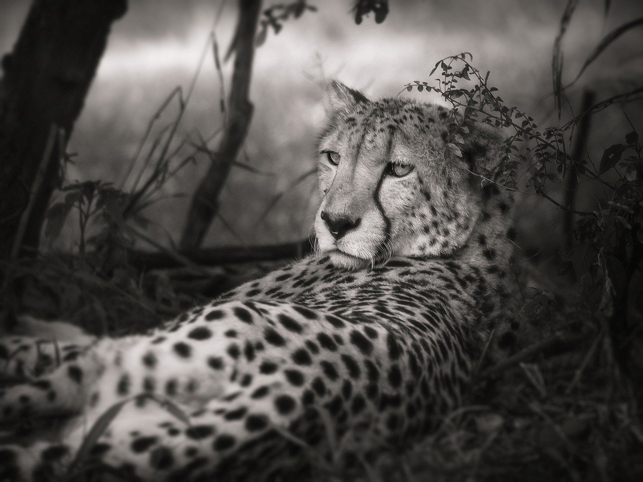 cheetah black and white africa free photo