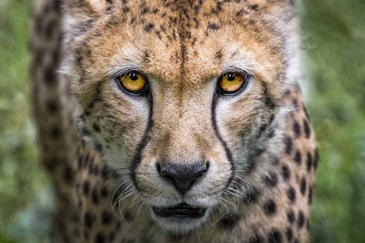 cheetah cat big cat free photo