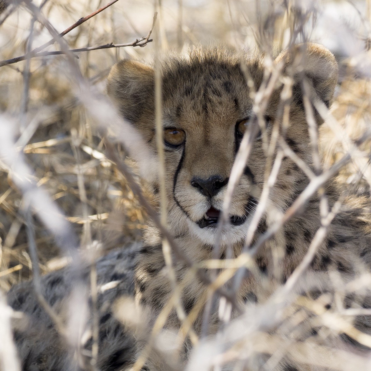 cheetah safari namibia free photo