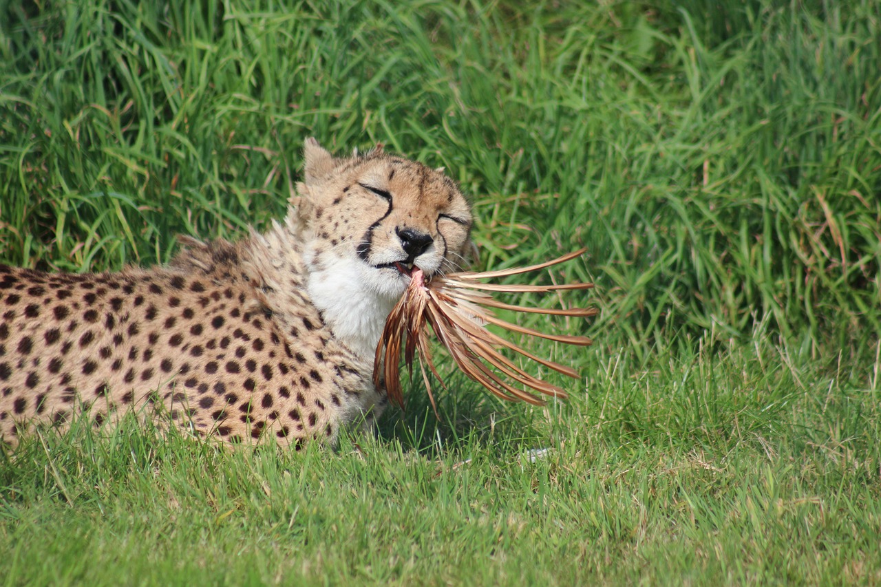 cheetah feeding zoo free photo