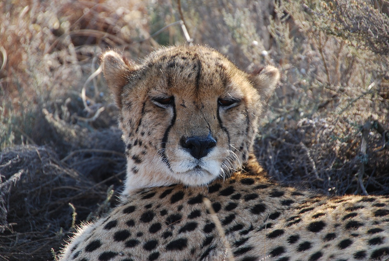 cheetah south africa wildlife free photo