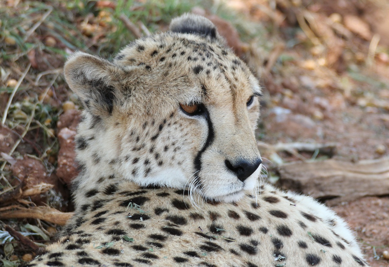 cheetah africa predator free photo