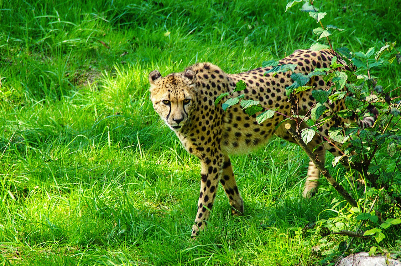 cheetah cat tiergarten free photo