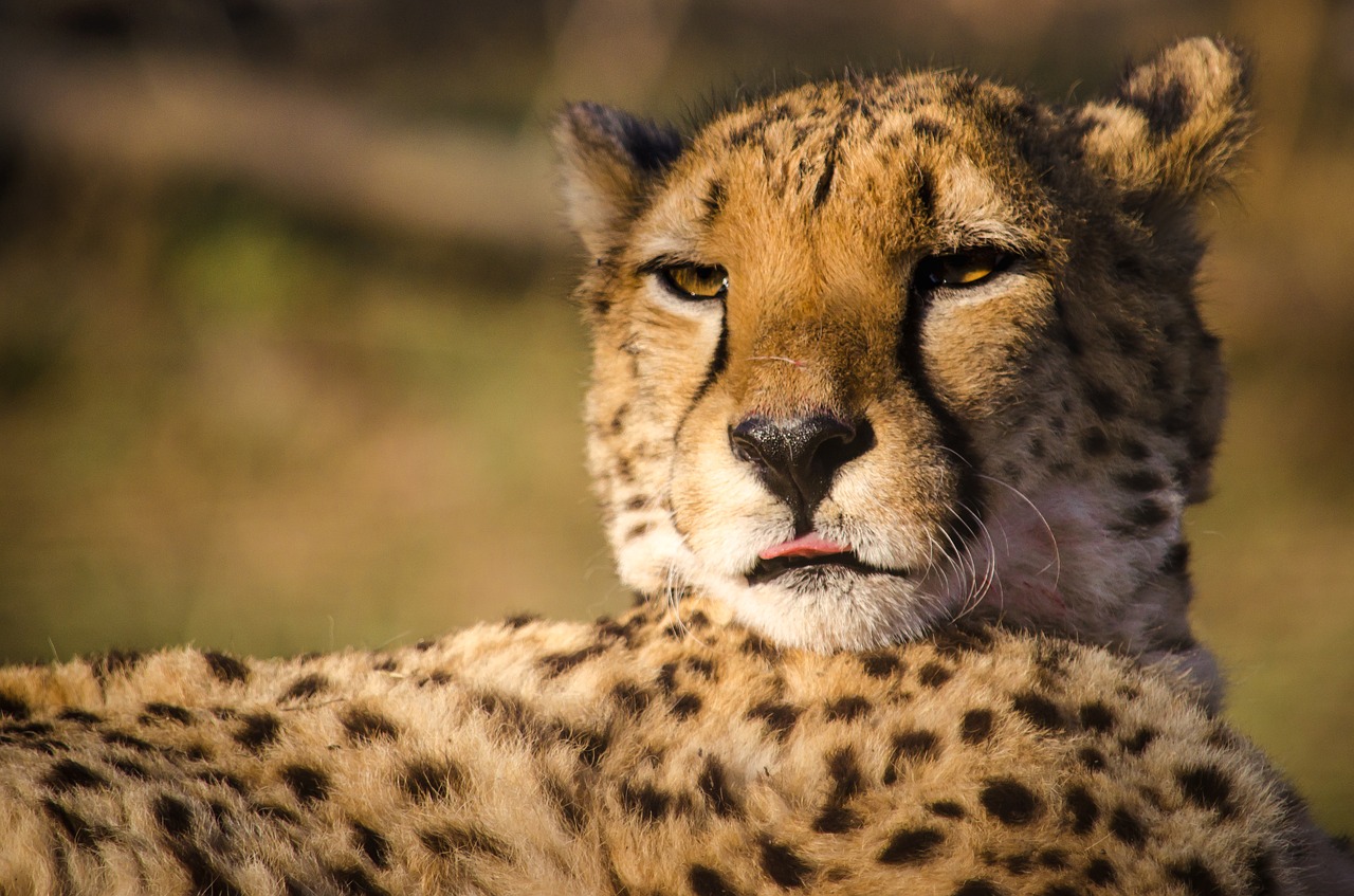 cheetah animal world cat free photo