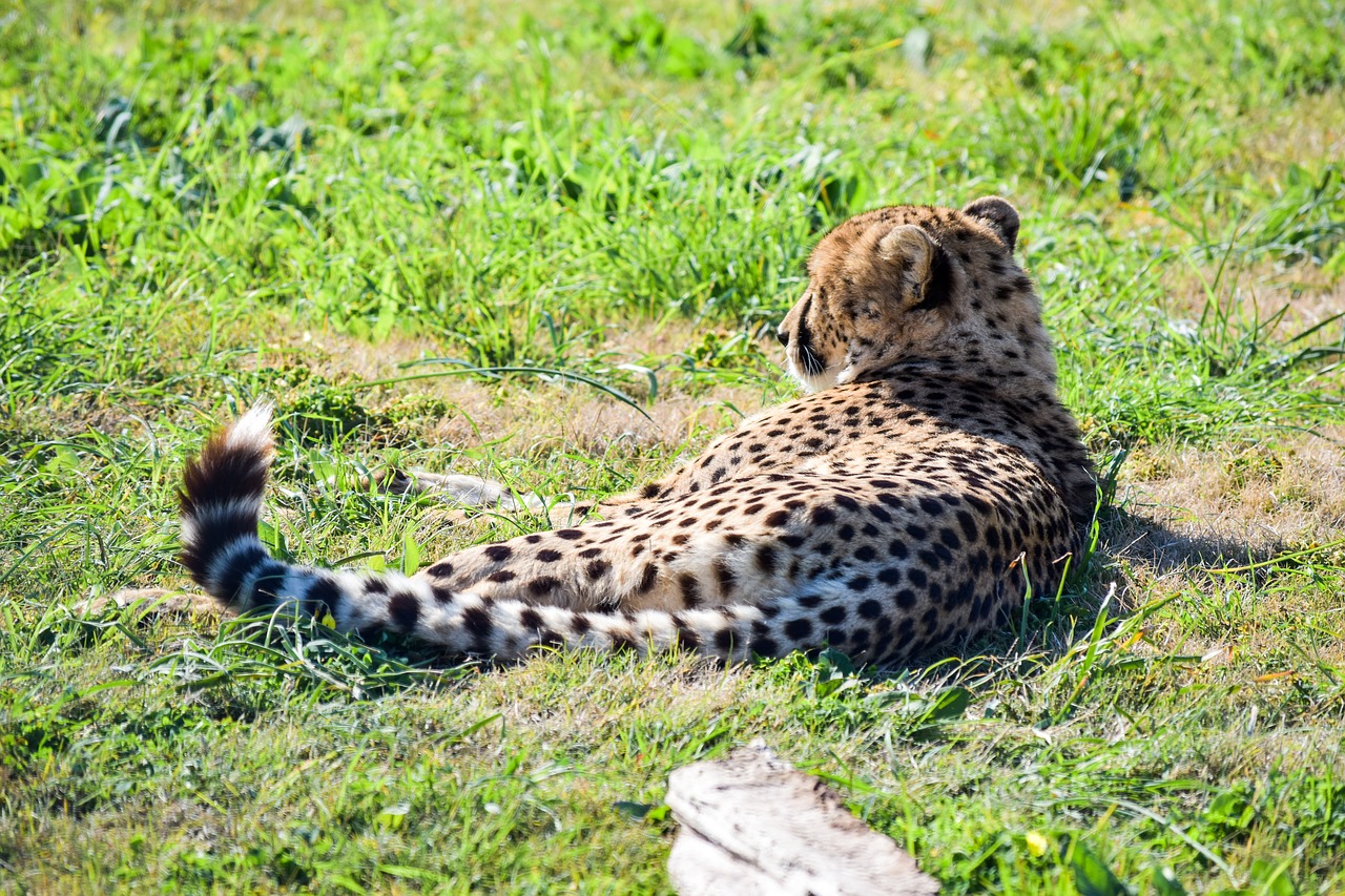 cheetah  wildlife  nature free photo