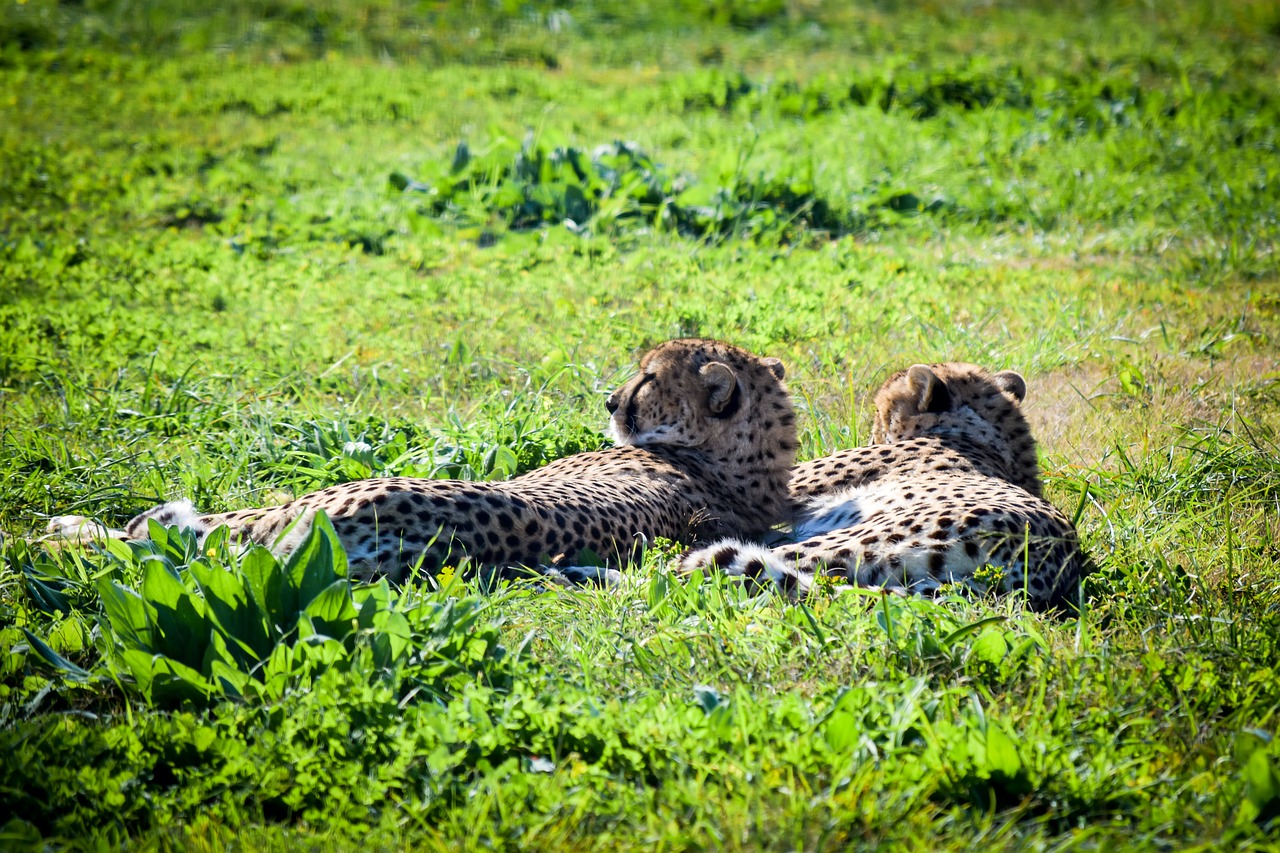 cheetah  nature  wildlife free photo