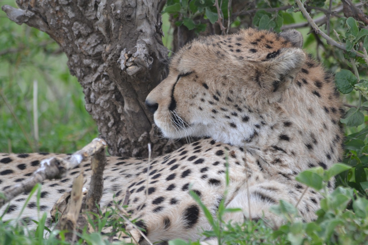 cheetah  wildlife  nature free photo