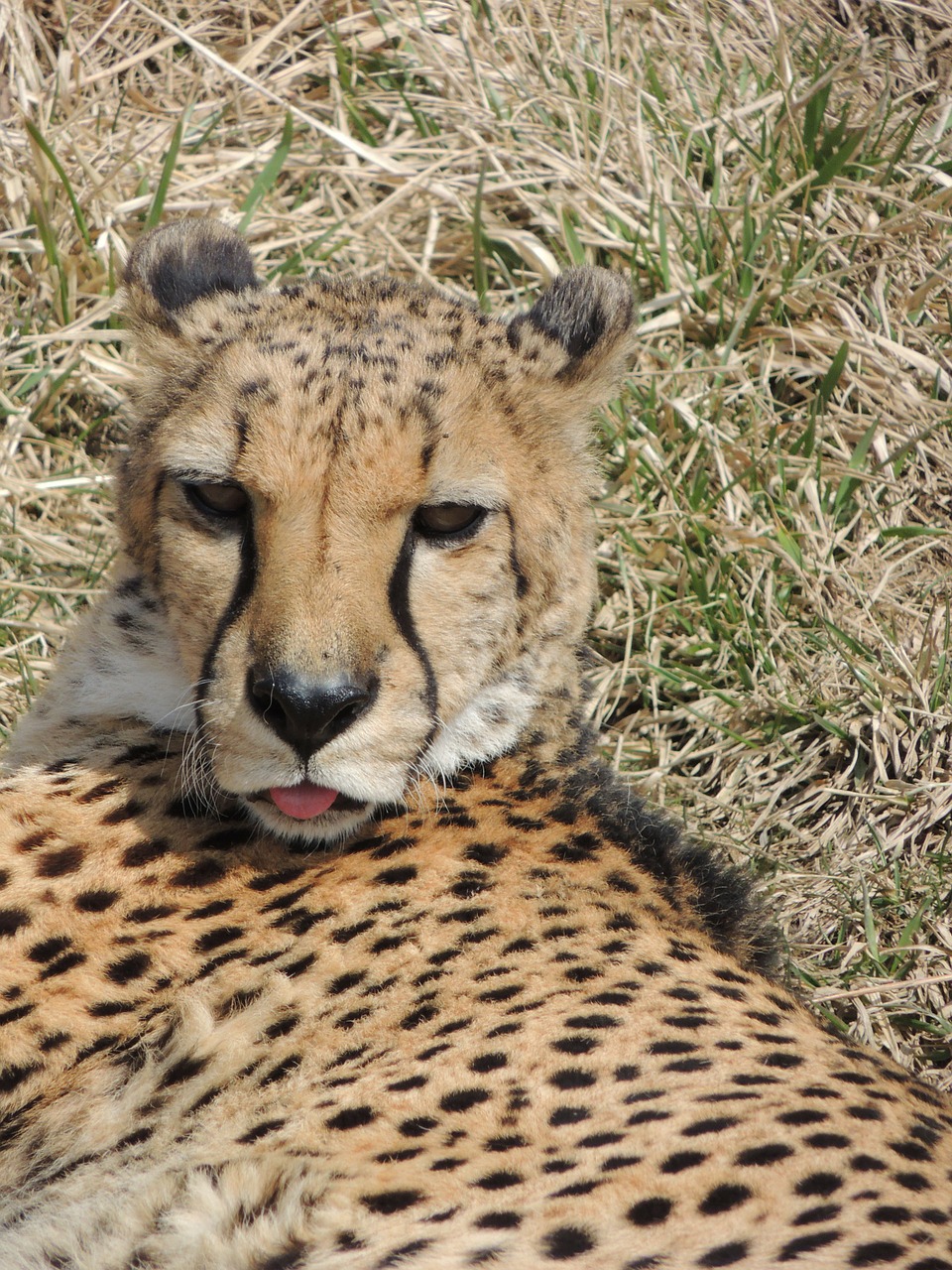 cheetah wildcat carnivore free photo