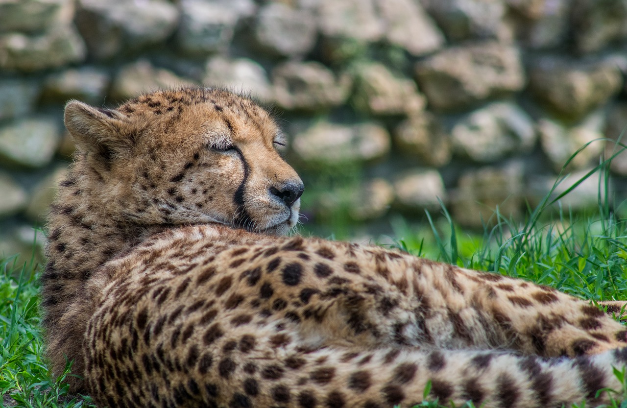 cheetah  cat  predator free photo