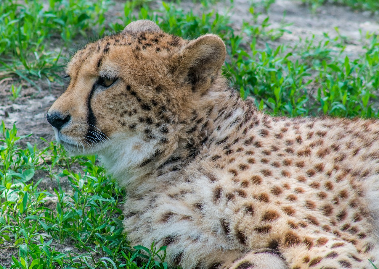 cheetah  cat  predator free photo