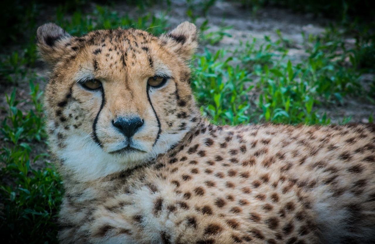 cheetah  cat  predator free photo