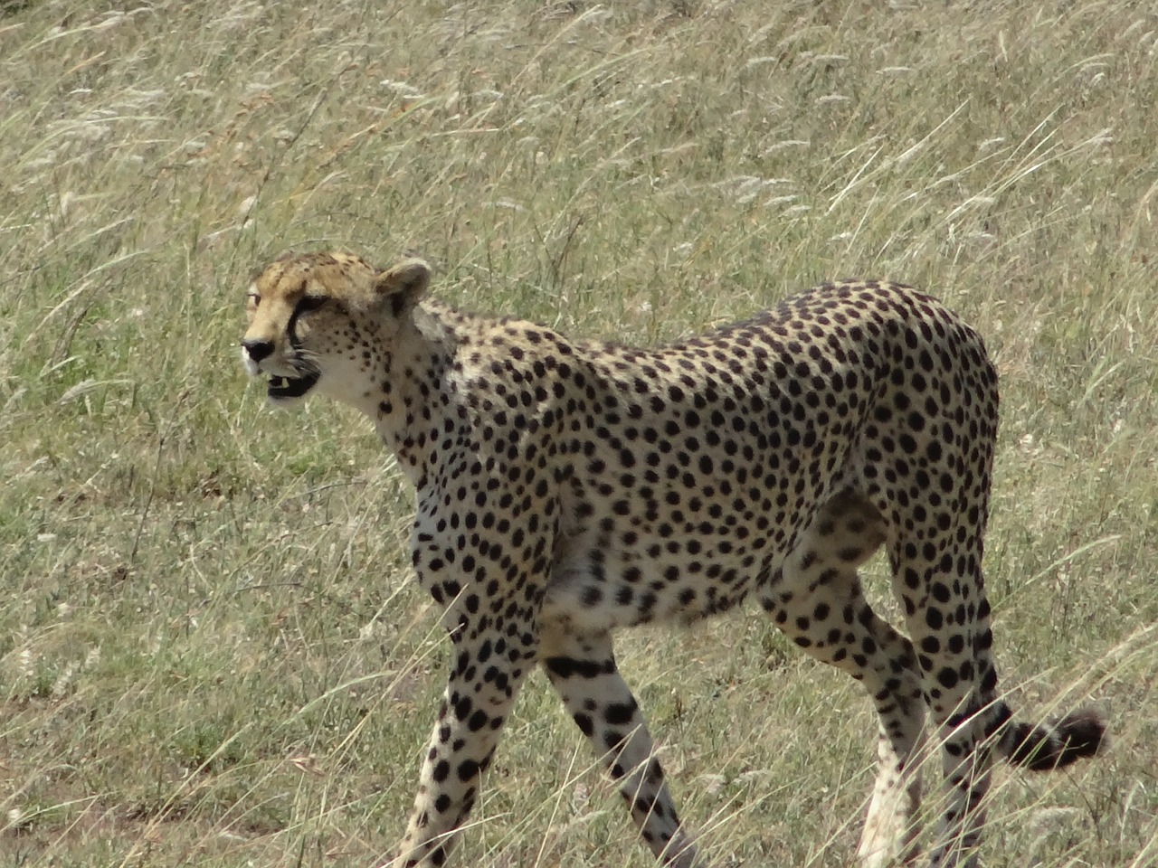 cheetah hunting female free photo