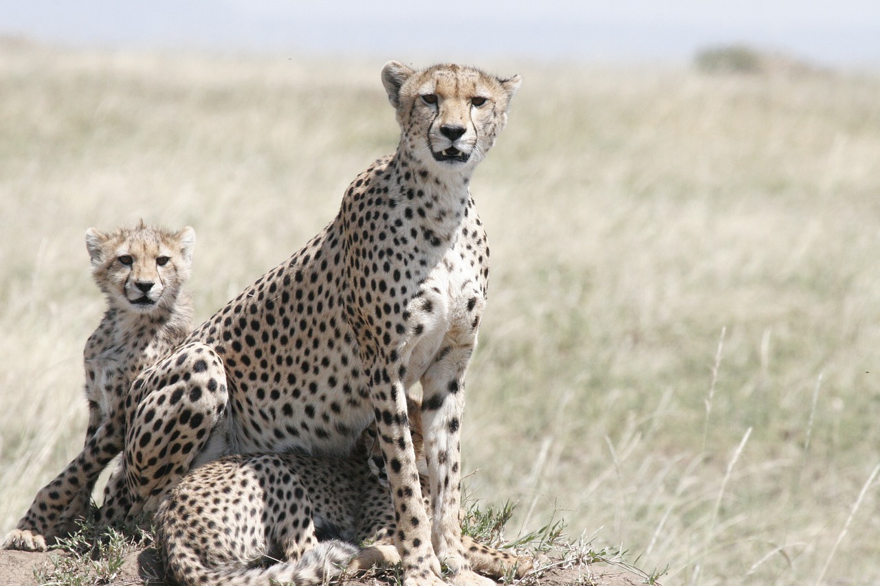 cheetah  cheetah mother  cheetah cub free photo