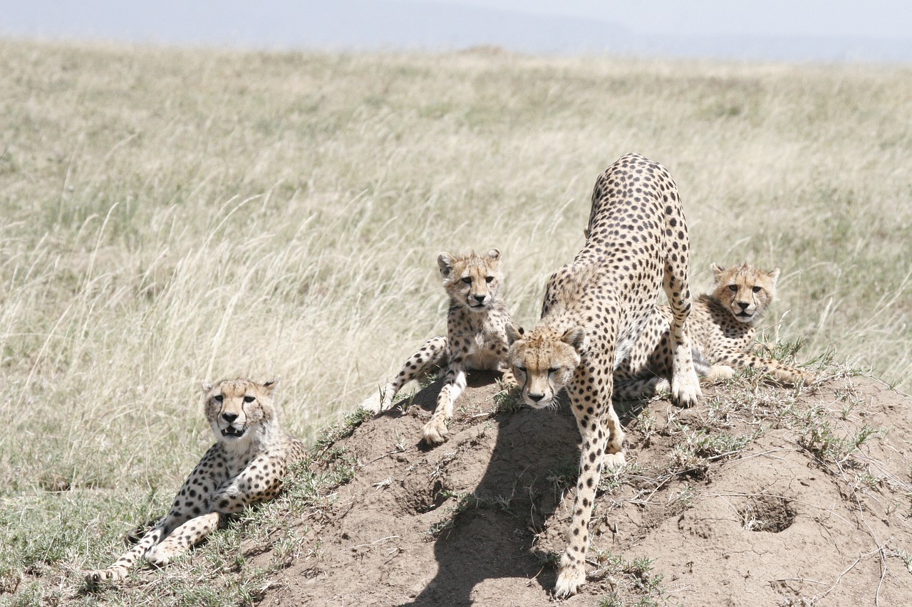 cheetah  mother  cubs free photo