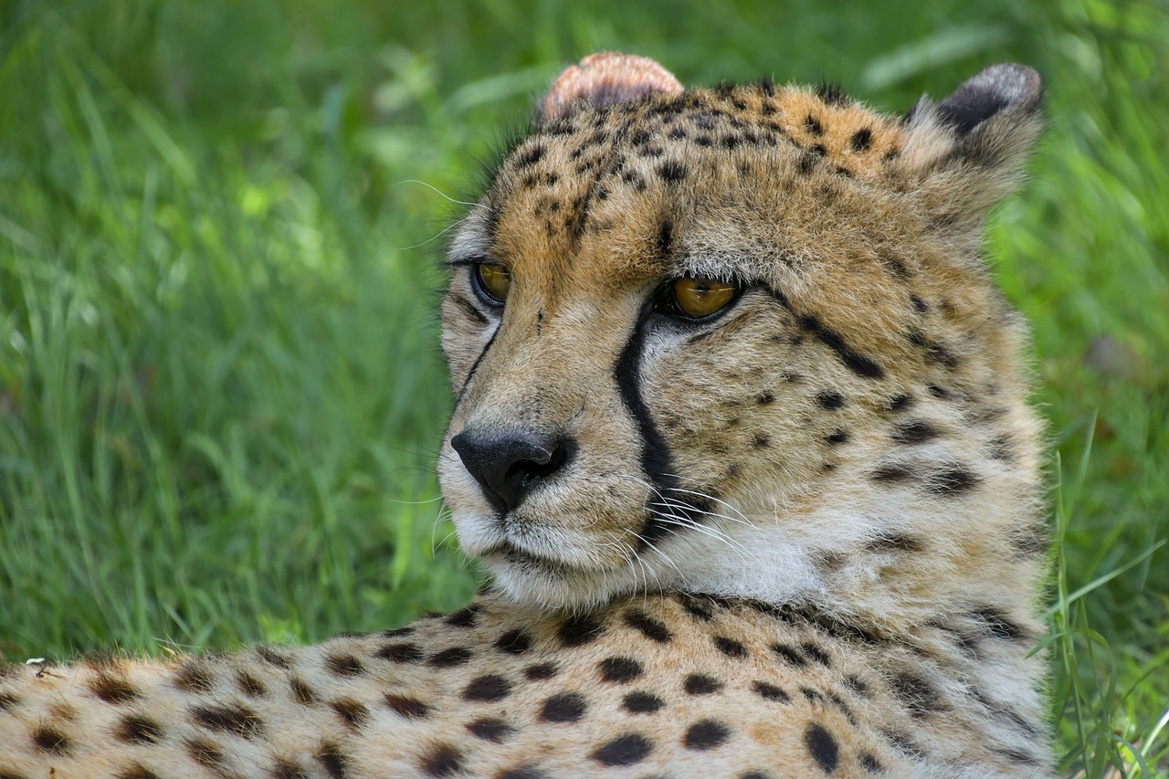 cheetah  portrait  head free photo