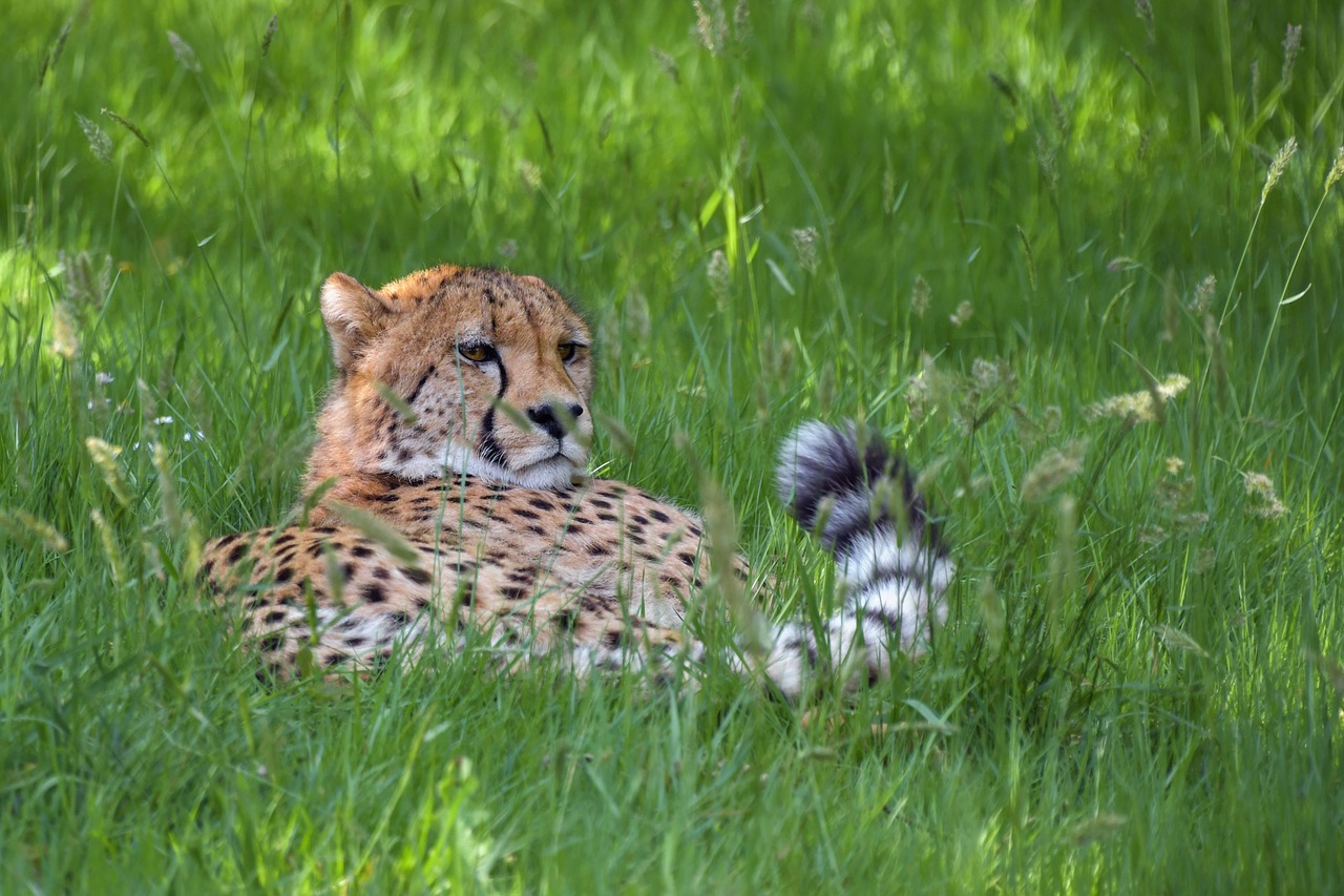 cheetah  elongate  feline free photo