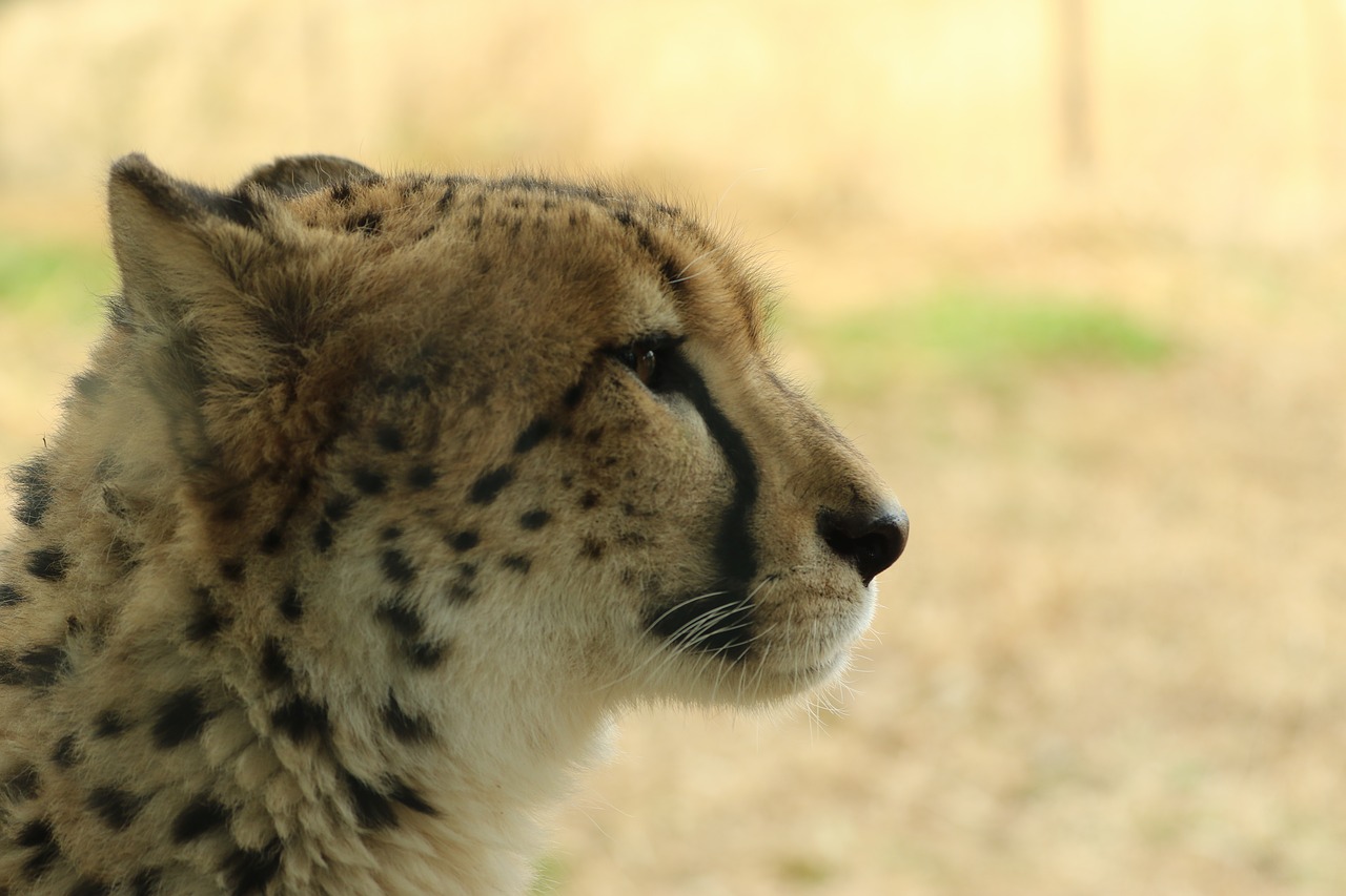 cheetah  animal  profile free photo