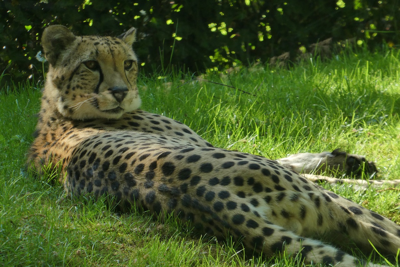 cheetah  predator  zoo free photo
