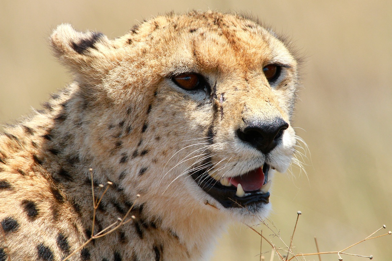 cheetah  wildlife  africa free photo