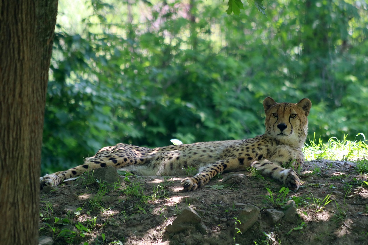 cheetah  cat  nature free photo