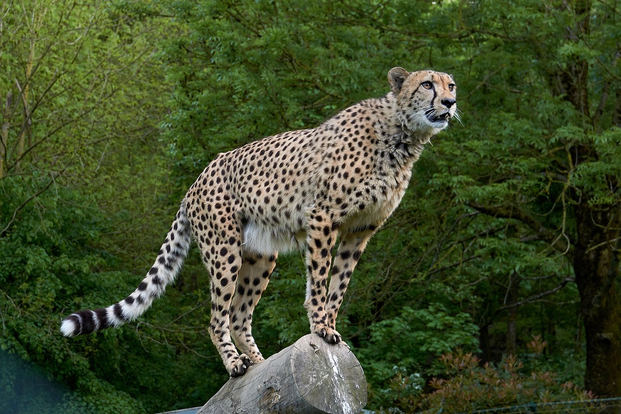 cheetah  predator  africa free photo