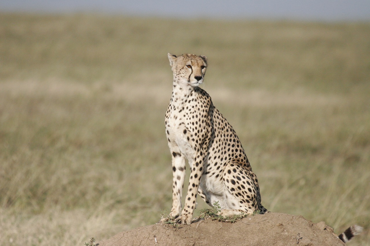 cheetah  sit  safari free photo