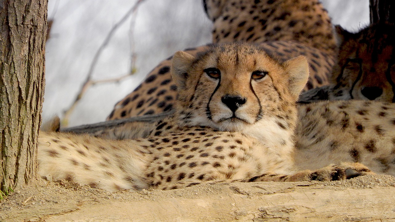cheetah  baby cheetah  the prague zoo free photo