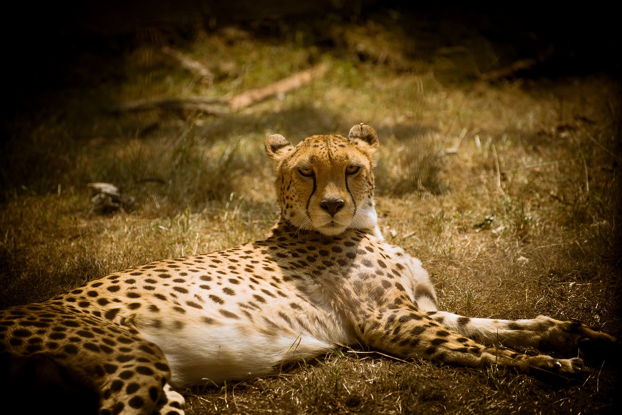 cheetah  big cat  predator free photo