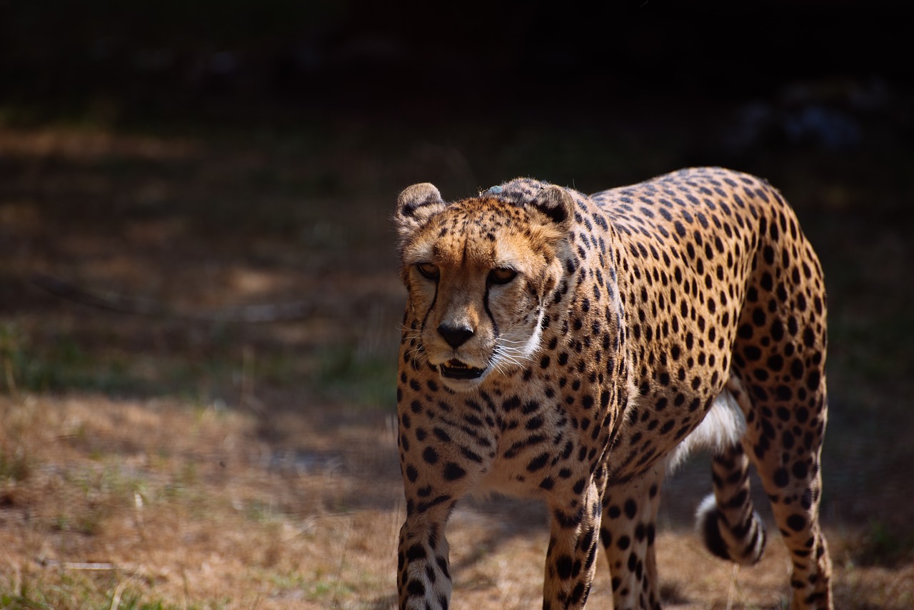 cheetah  big cats  predator free photo