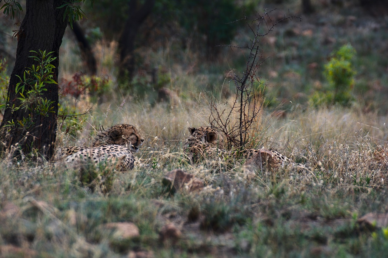 cheetah  safari  south africa free photo