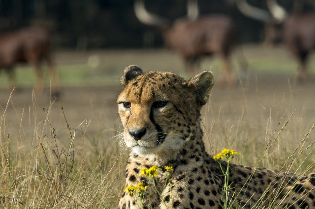 cheetah  big cat  predator free photo