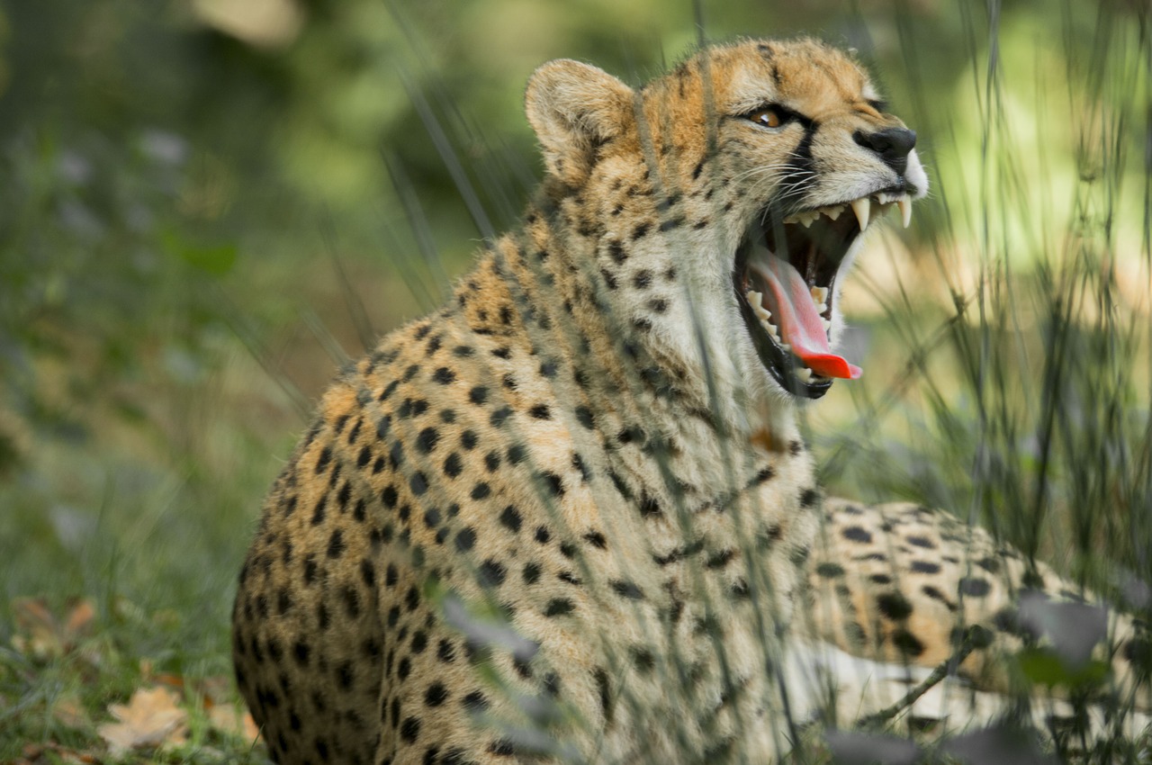 cheetah  big cat  predator free photo