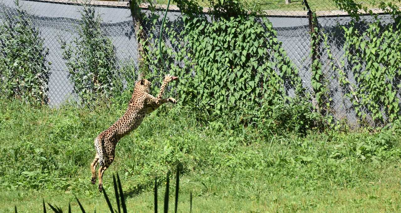 cheetah  jump  mammal free photo