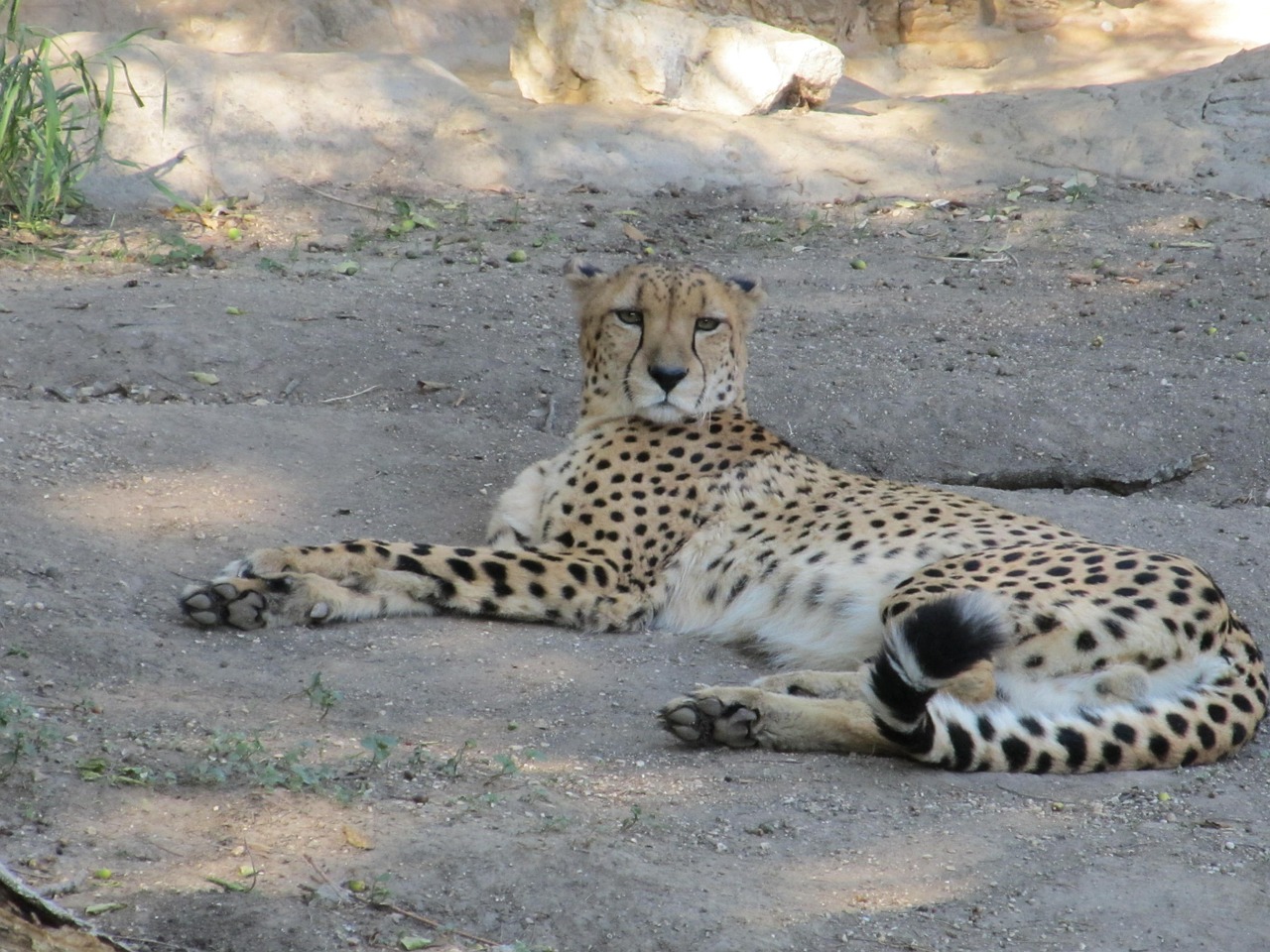 cheetah big cat cat free photo