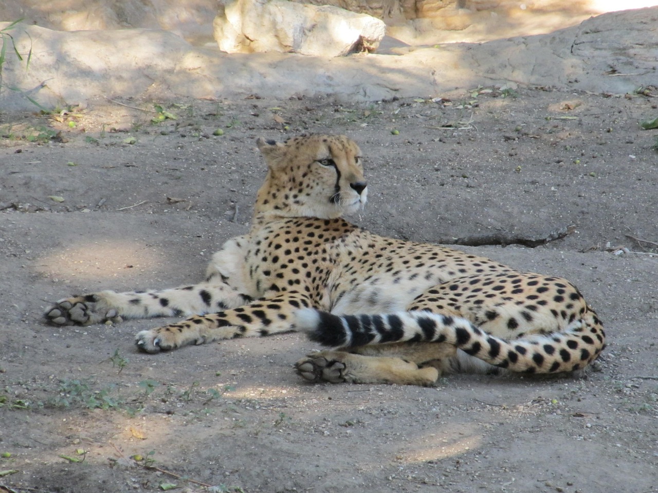 cheetah big cat cat free photo