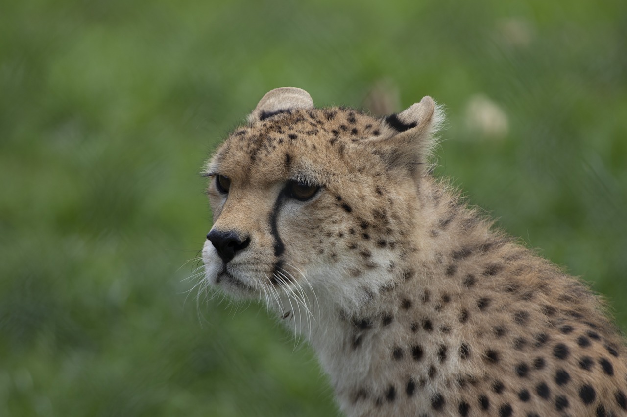 cheetah  fota wildlife park  cobh free photo