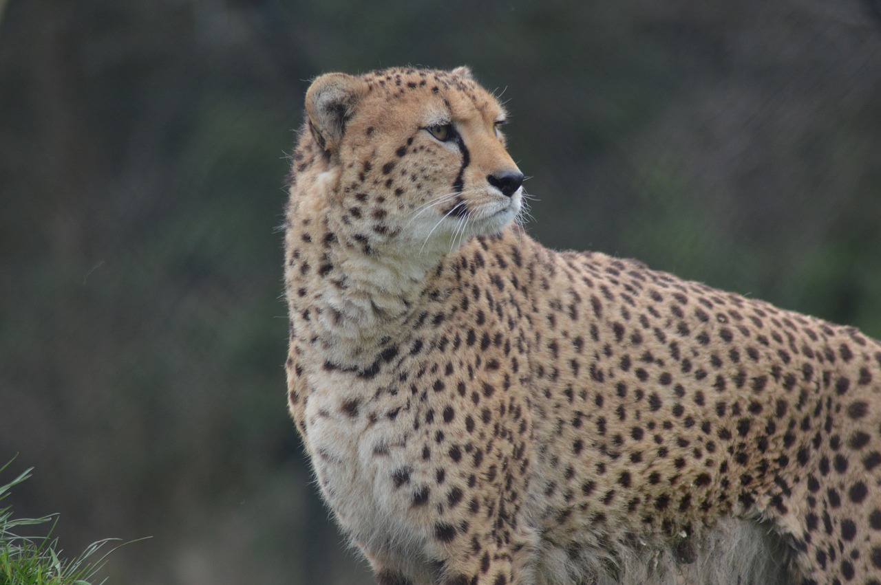 cheetah  big cat  zoo free photo